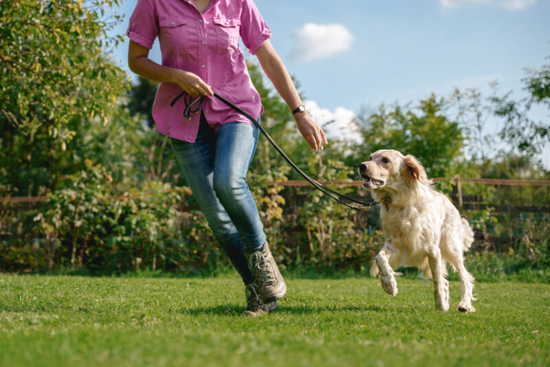 Person mit einem Golden Retriever an der Leine rennt über Rasen