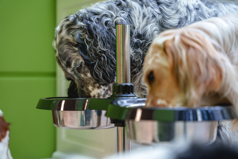 Zwei Hunde nebeneinander am Fressnapf